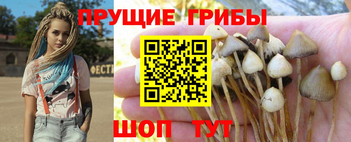 Котовск  Галлюциногенные грибы Cubensis  где можно купить наркотик  Вход с VPN 